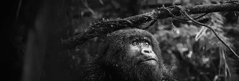 Mountain gorilla in the bamboo, Volcanoes National Park